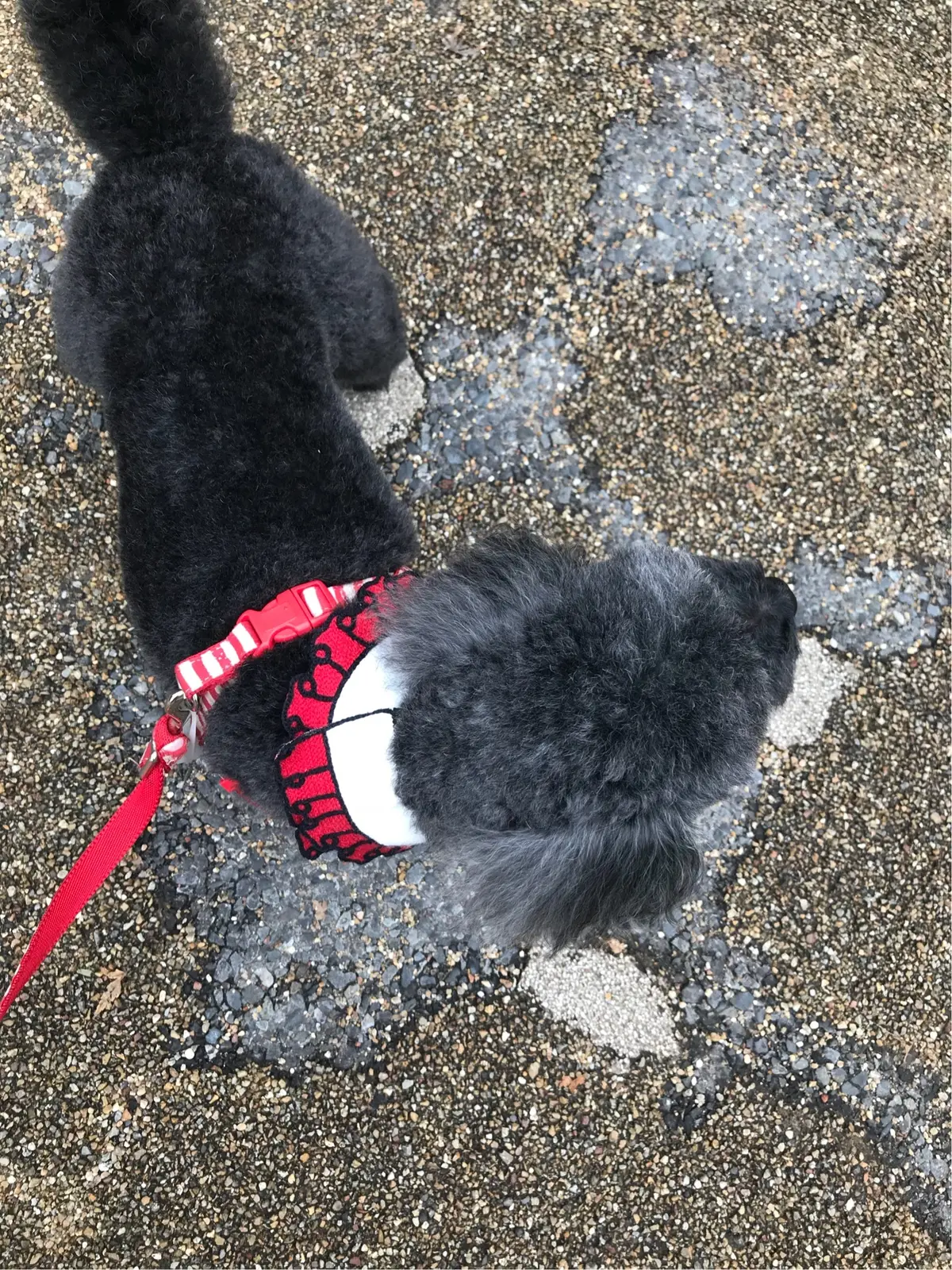 愛犬もお洒落に♪の画像_5