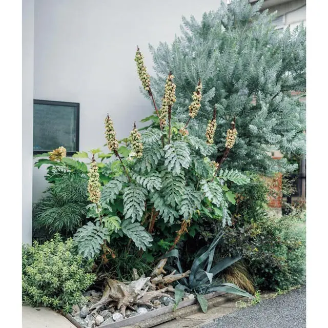 現在は問い合わせが殺到しているが個人邸の鉢植え、花壇の植栽から依頼可能