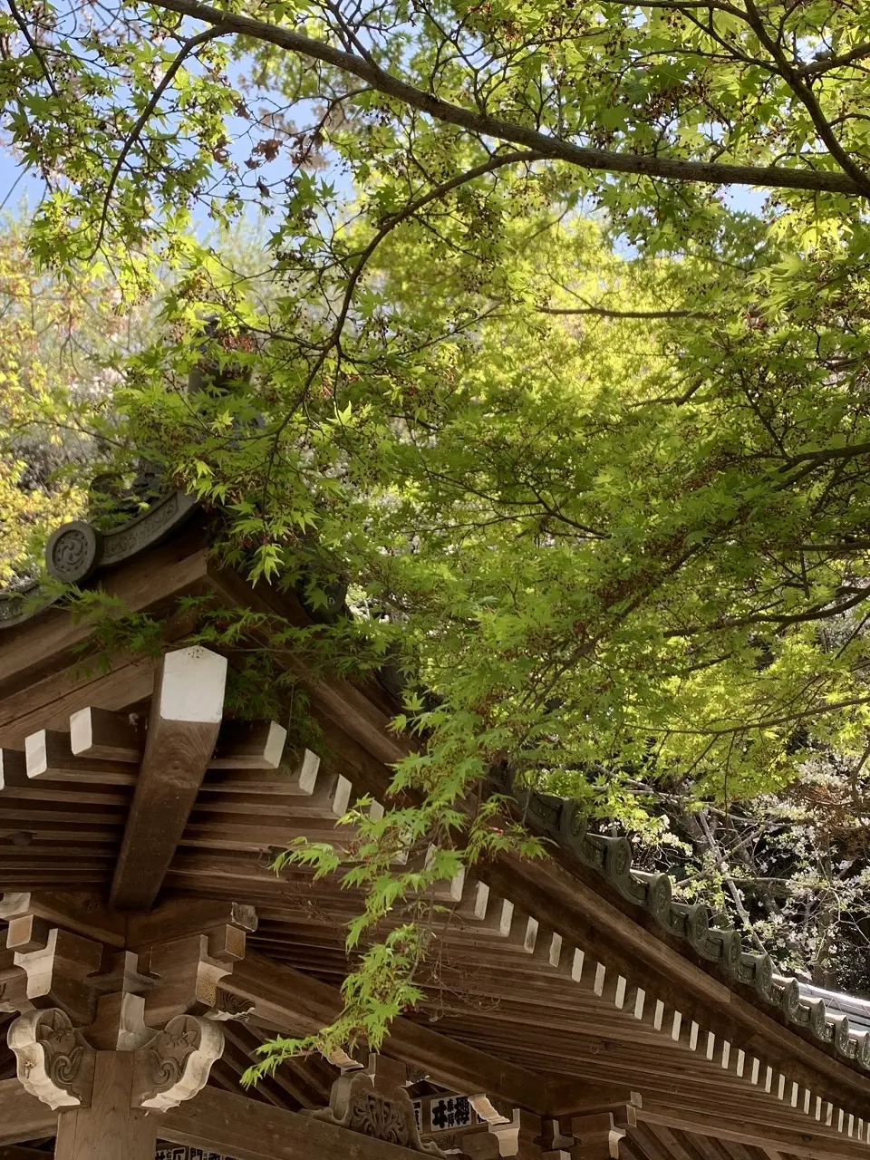 琵琶湖大津へお花見ドライブの画像_4