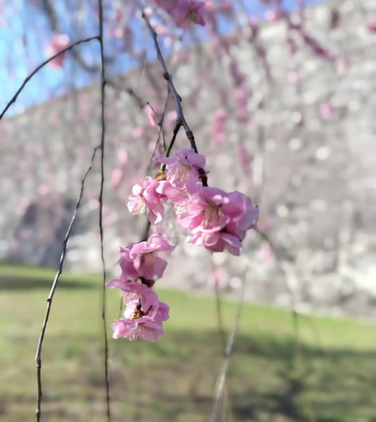 盛岡城跡公園　枝垂桜　石垣