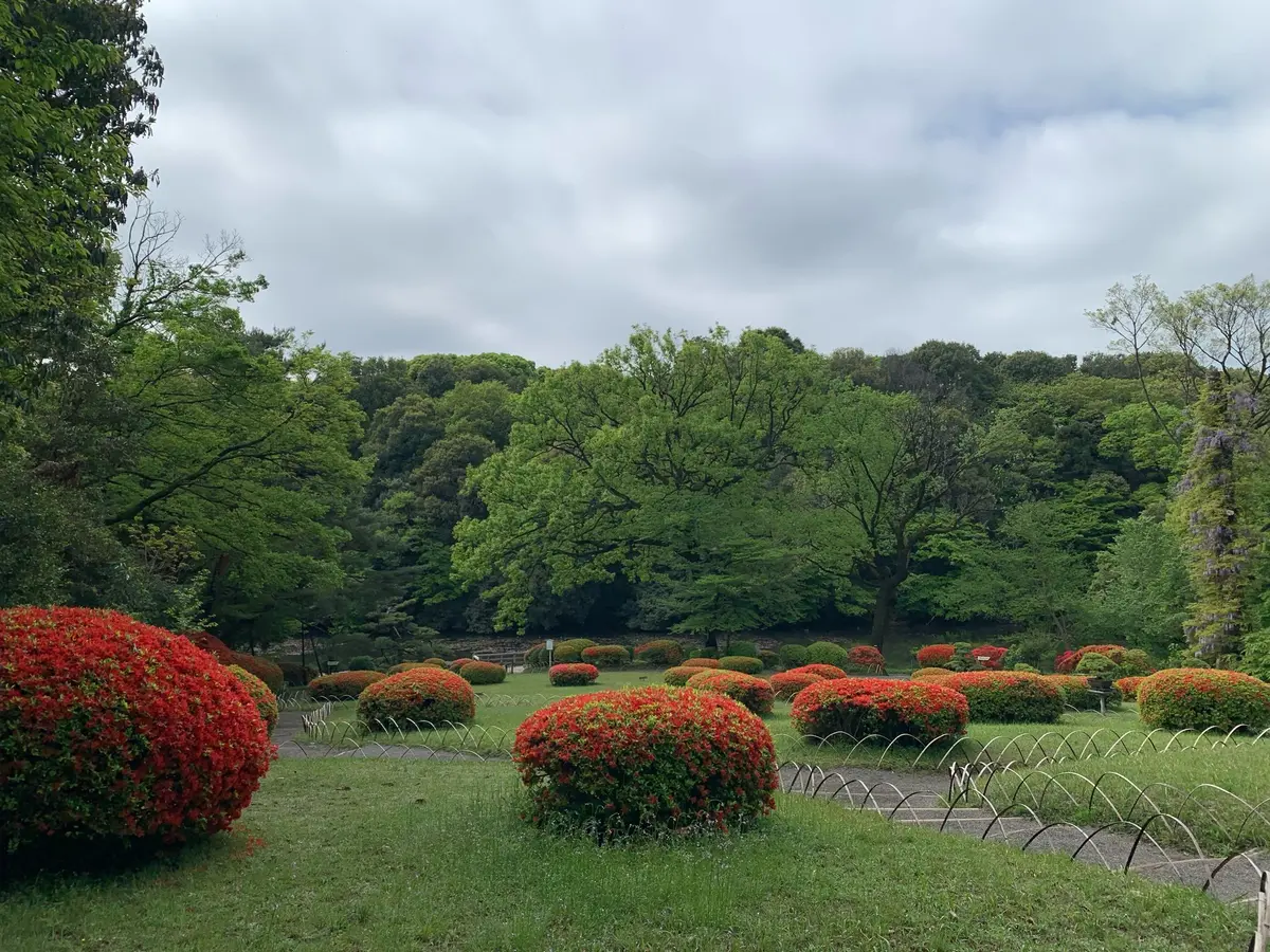 新緑の季節の画像_3