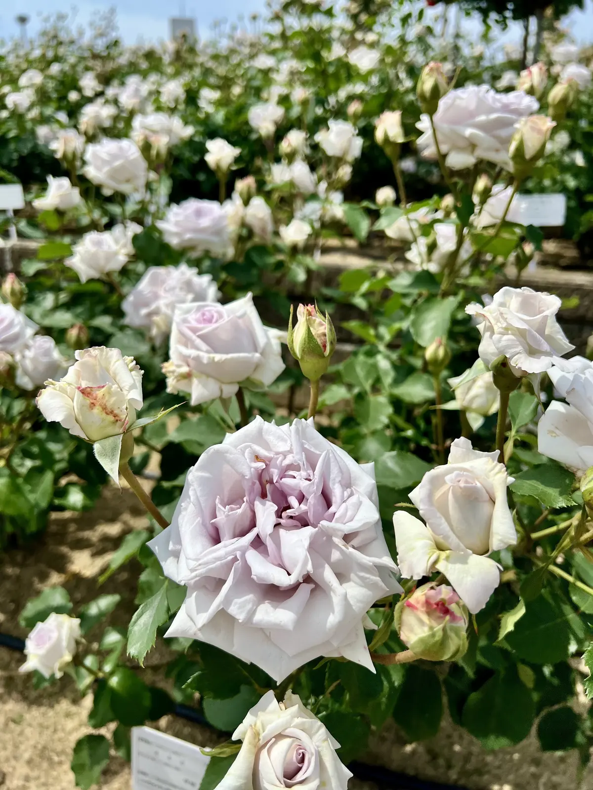 ニコライバーグマンふくやまローズ