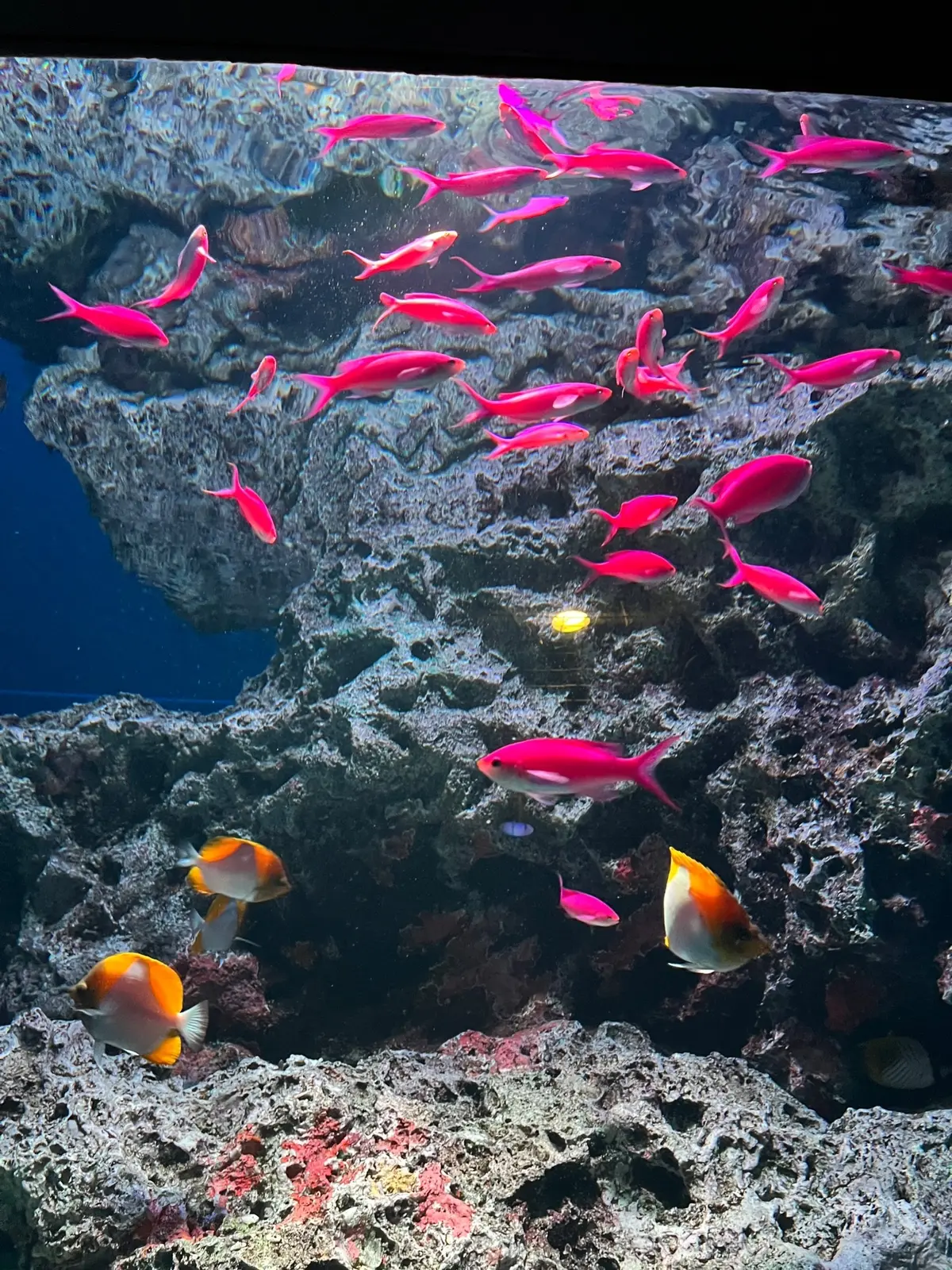 春のおすすめ♡大人の水族館デートの画像_13