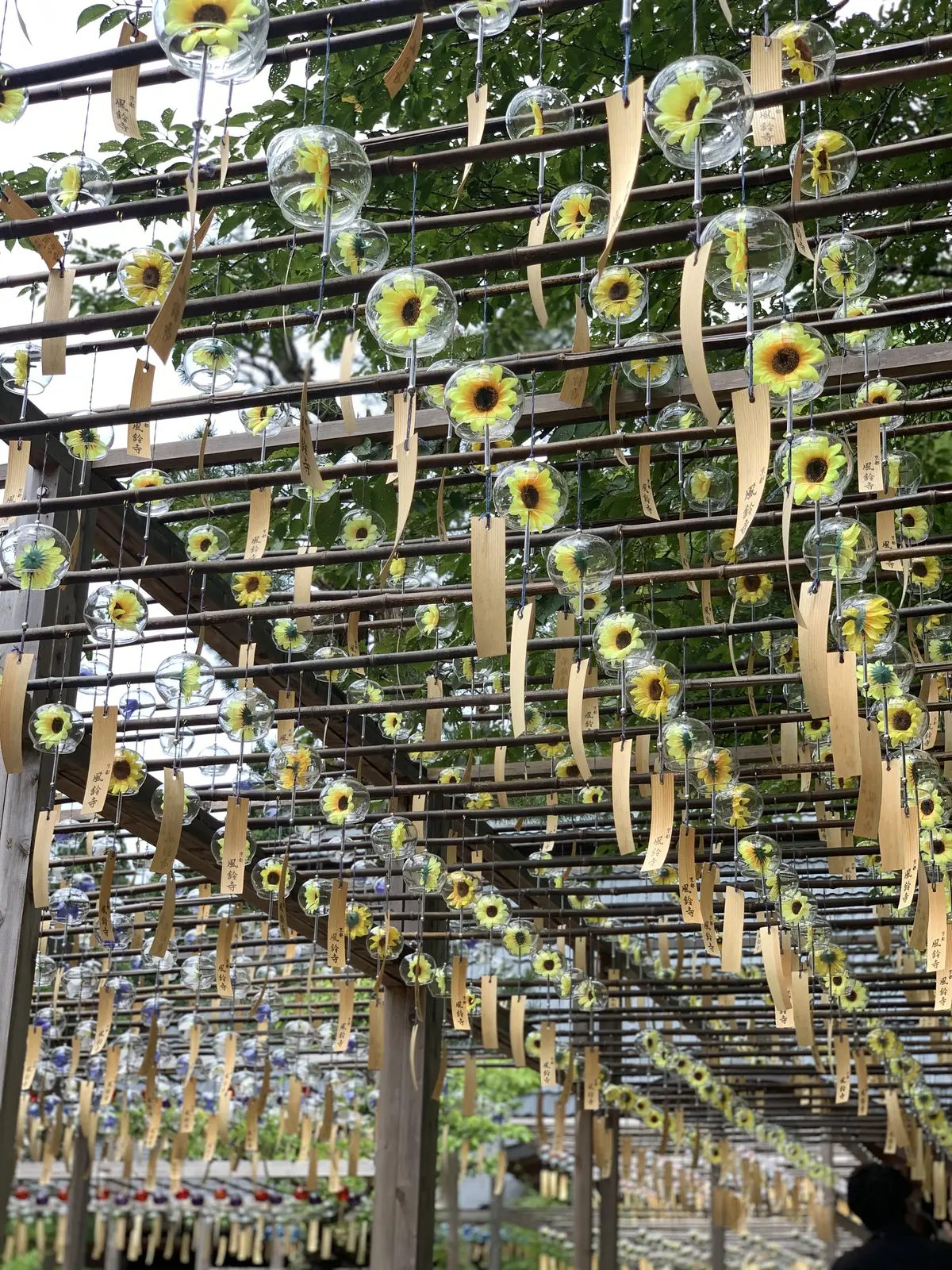 正寿院  風鈴まつり　風鈴寺　京都　宇治