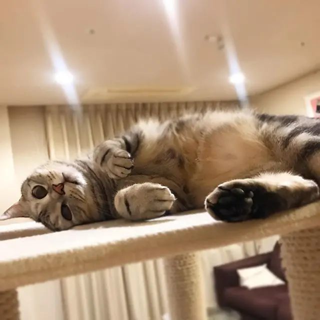 アランくんはあれに似てる脱力ポーズ⁉︎の画像_1