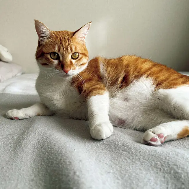 ベッドの上でくつろぐひと時