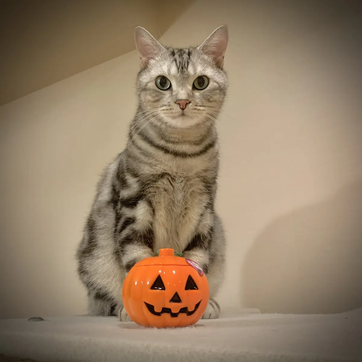 ハロウィンのジャックオーランタンとアラン