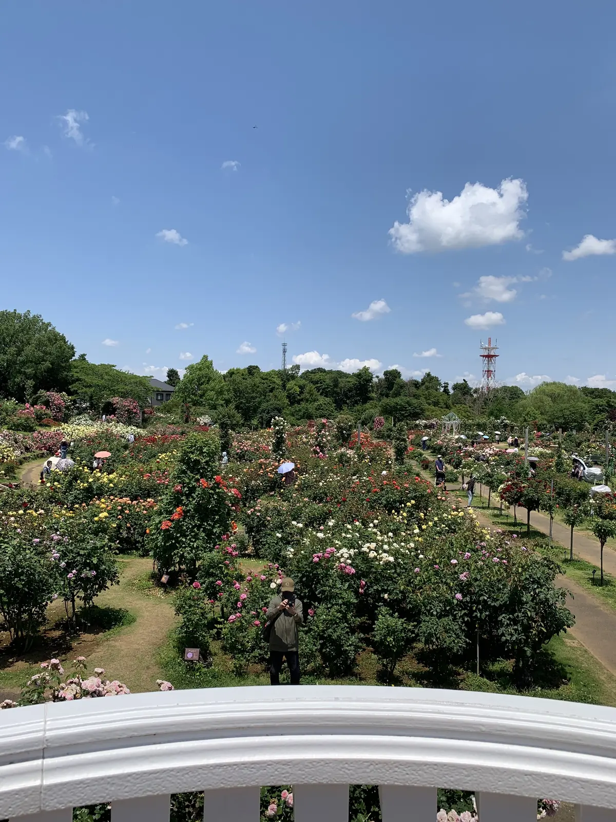 大人の遠足〜薔薇とワインを楽しむ会〜の画像_2