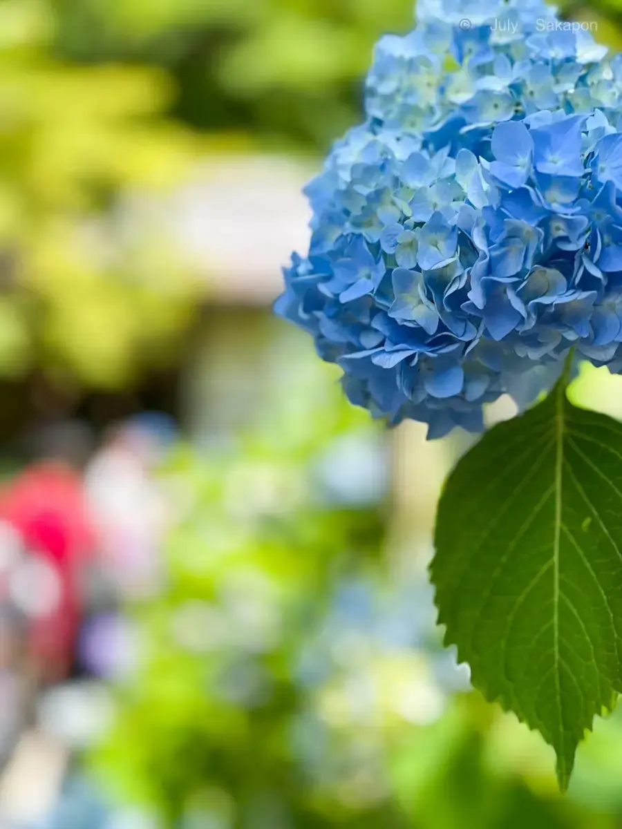 【鎌倉の紫陽花】2025.6.1撮影