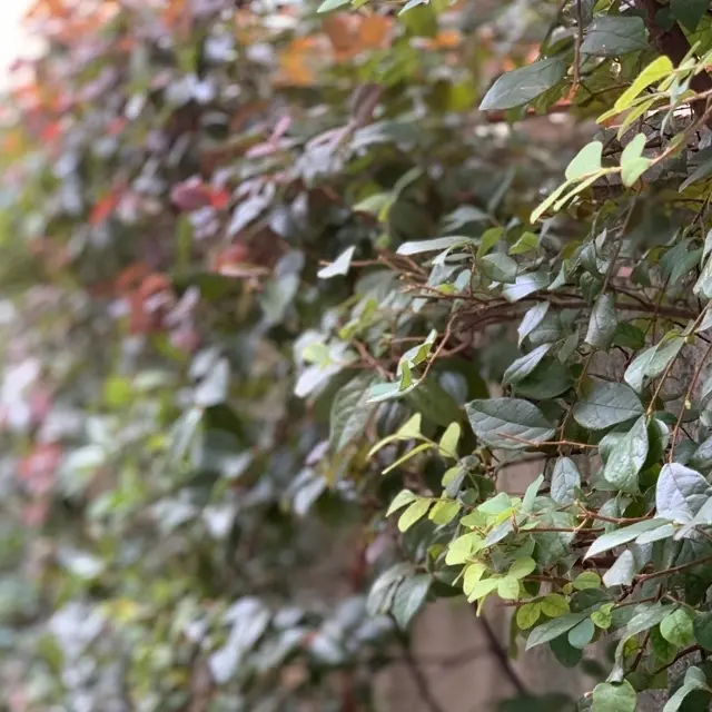 トキワマンサク