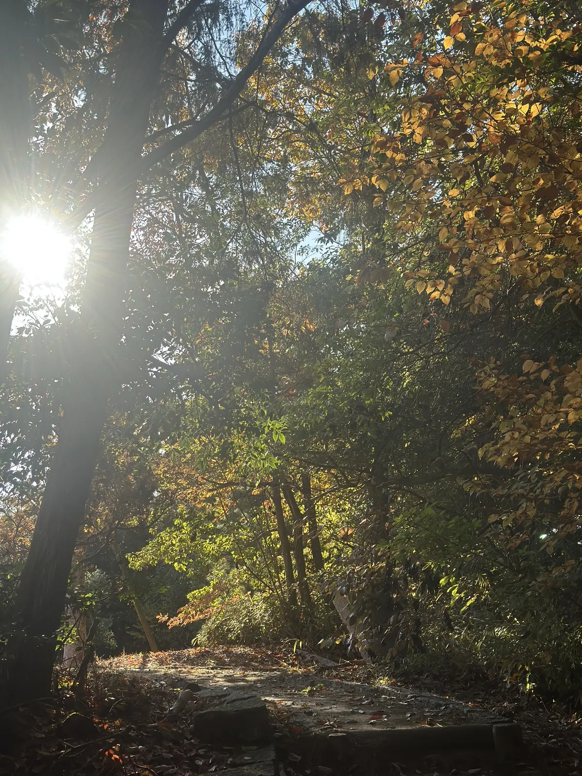 秋の好日、紅葉散る前に・・・。の画像_3