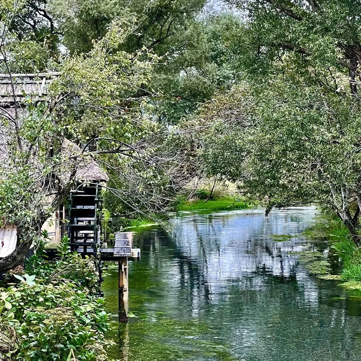 長野県の安曇野にある「大王わさび農場」内の写真