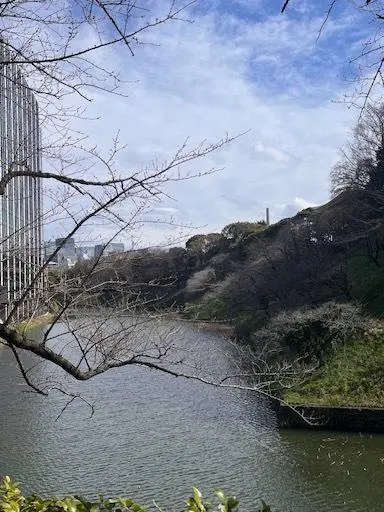今年の桜の画像_6