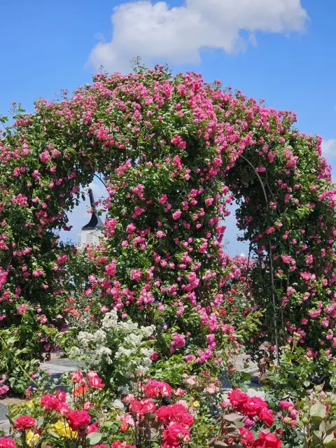 サンポート高松のバラ園の画像_4