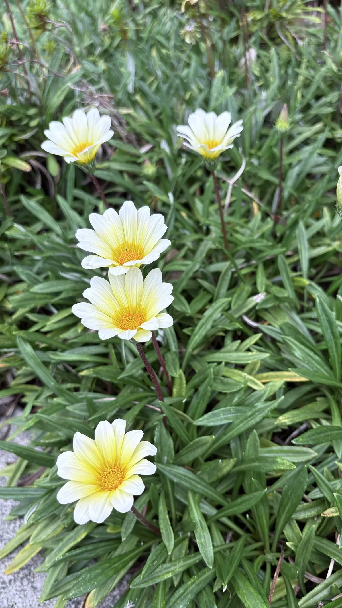 秋の訪れ　キレイなお花　花壇