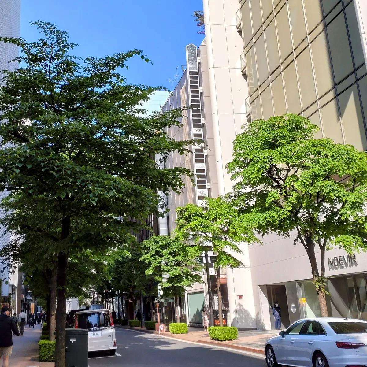 並木道　銀座　街路樹