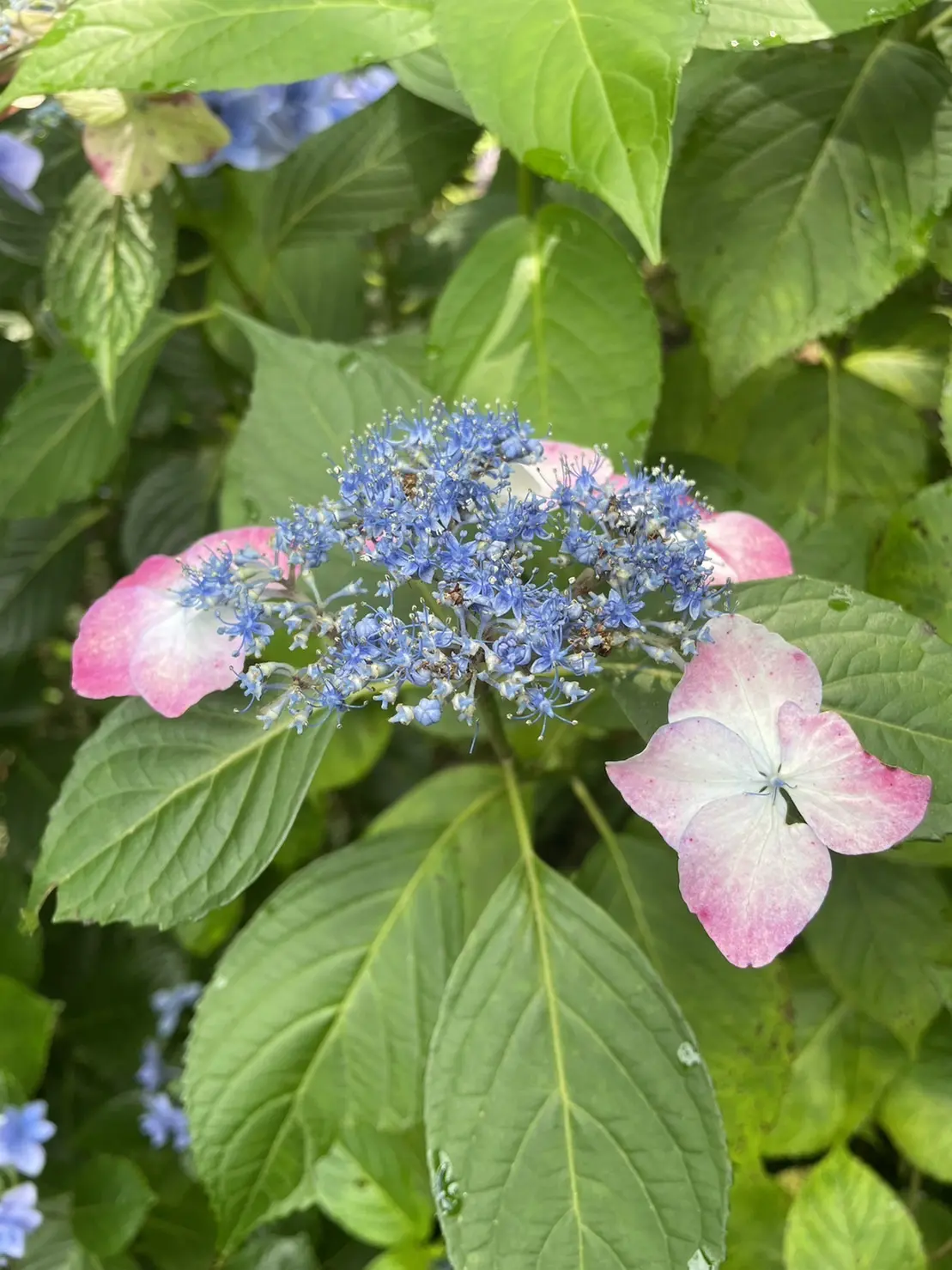 明月院紫陽花ピンクとブルー