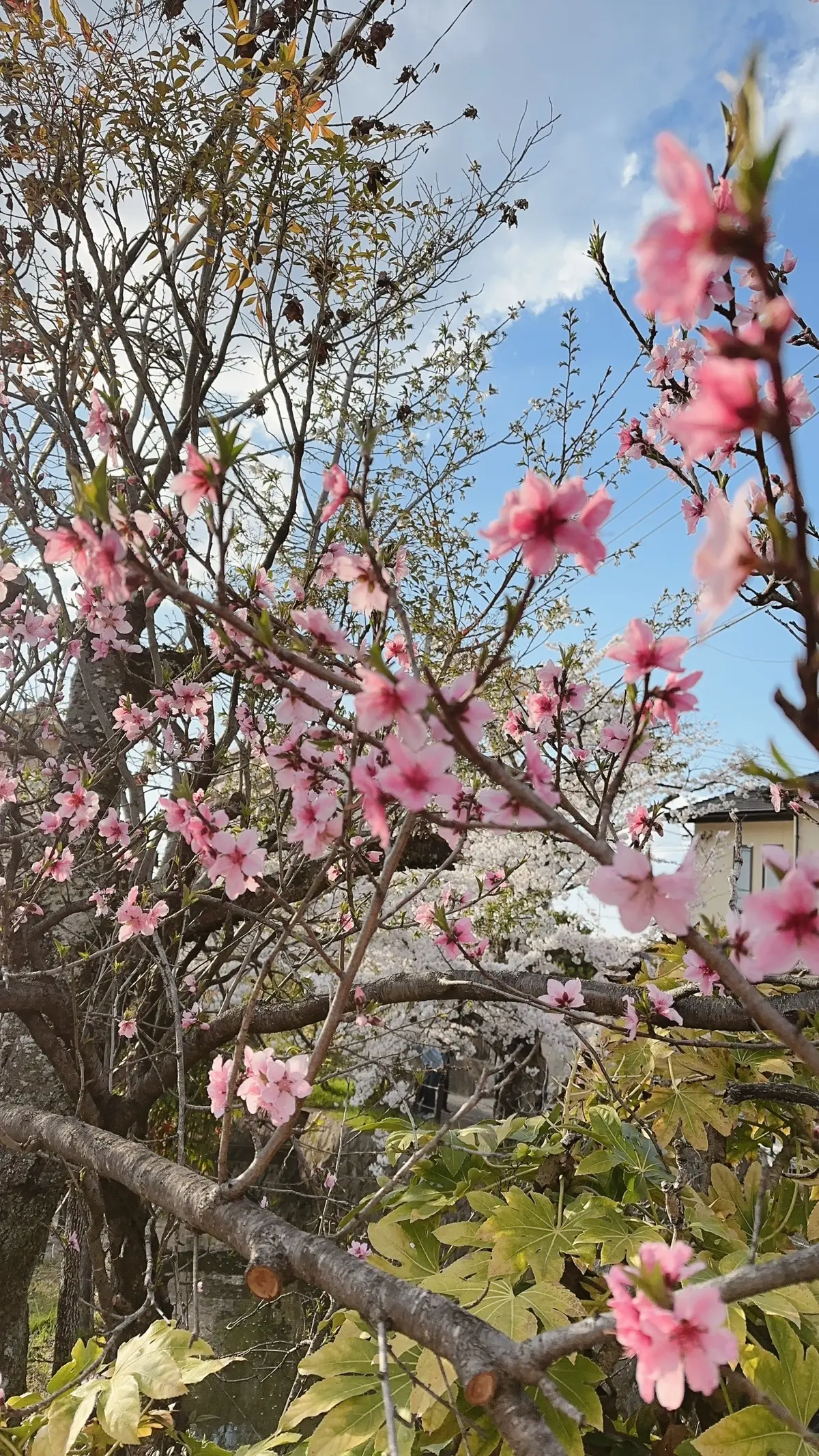 京都哲学の道の桜
