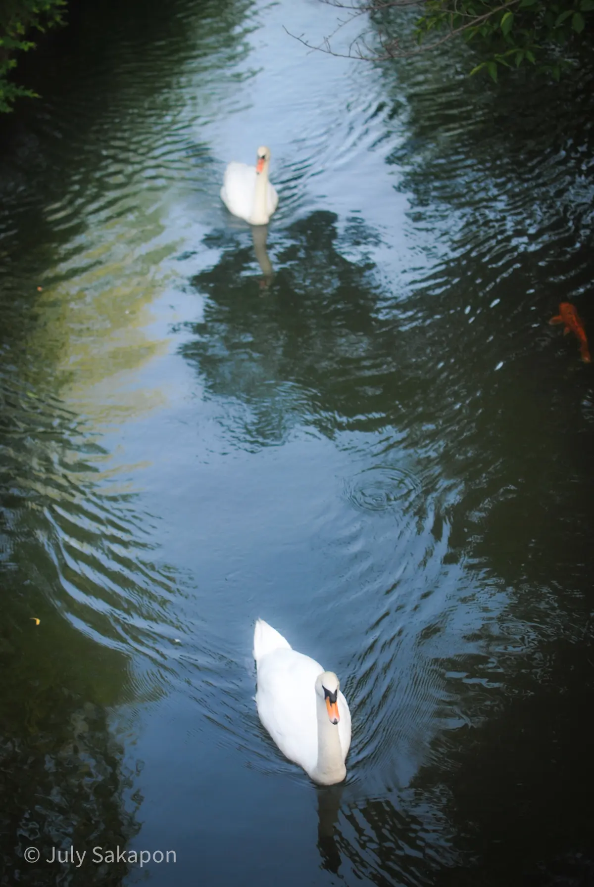 【さかぽんの夏休み】ぶらり☆岡山ナツ旅❤の画像_5