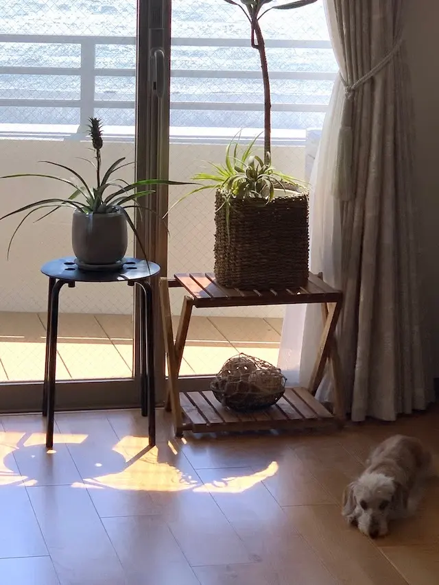 二拠点？完全移住？『東京ではないところにの画像_8