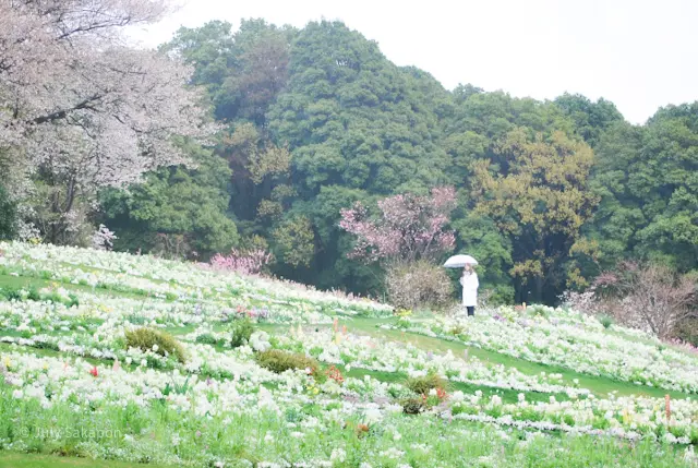 【さかぽんギャラリー】里山ガーデンフェスの画像_1