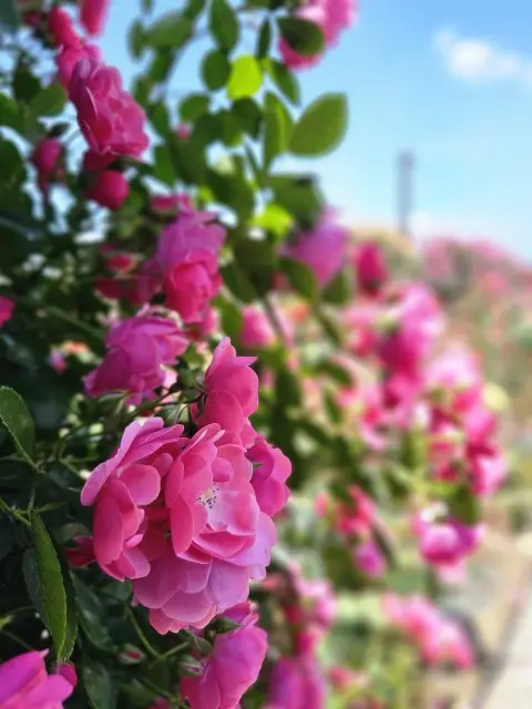 サンポート高松のバラ園の画像_6