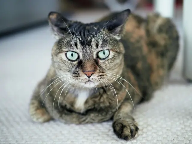 むぎ　♀・雑種 6歳