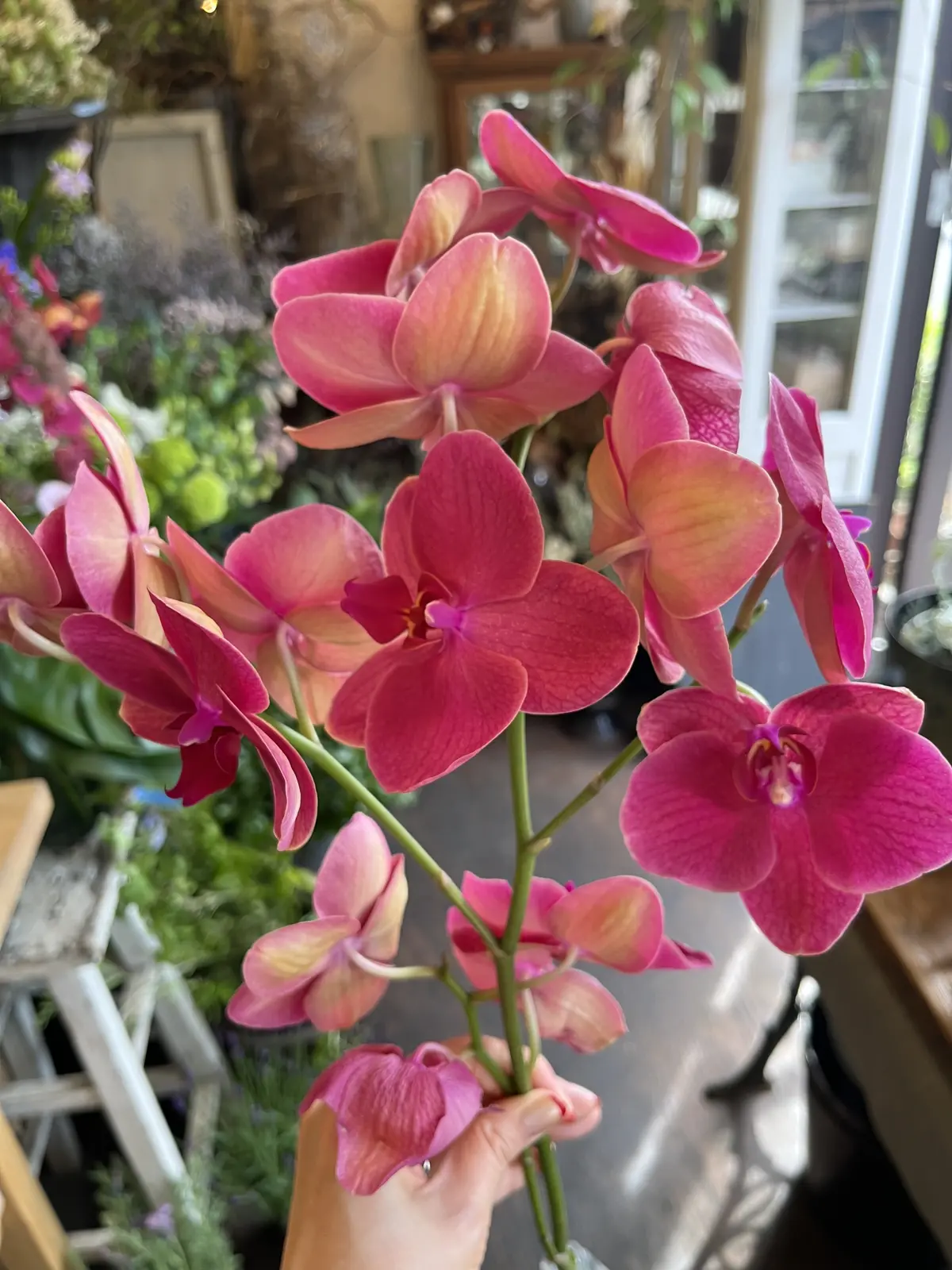 最近の〝花活〟の画像_3