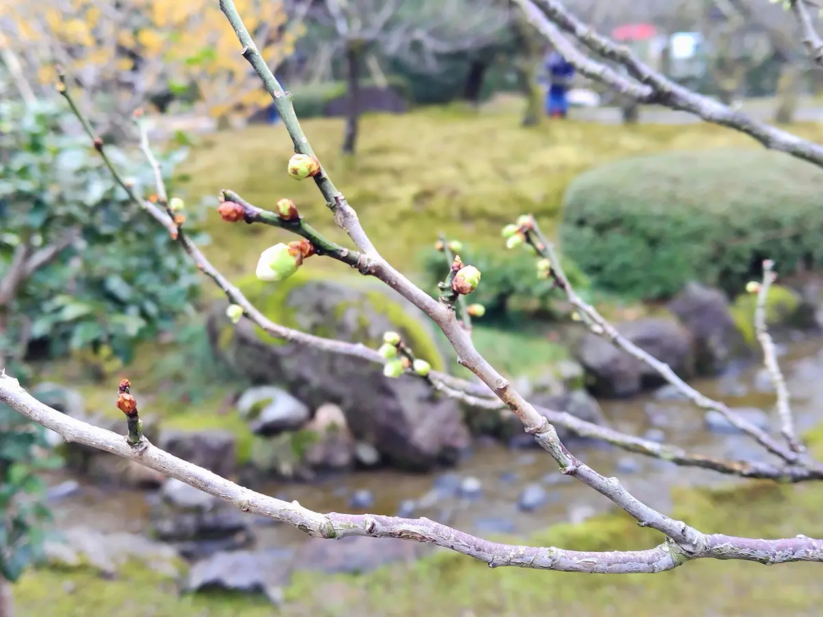 日本三名園　兼六園　梅