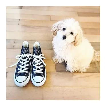 お気に入りの輸入壁紙専門店『WALPA』の画像_4