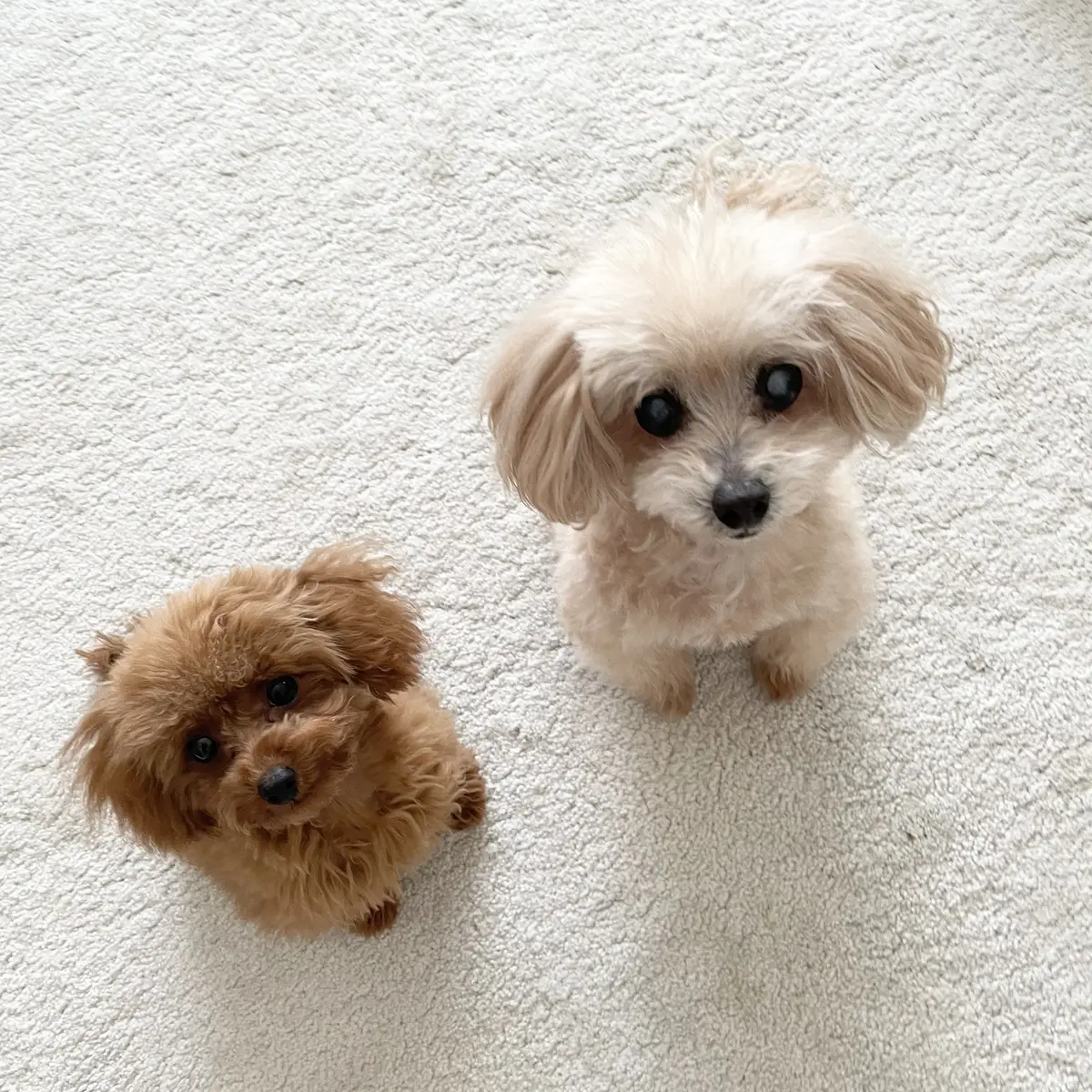 華組・鈴木たま江さんの愛犬