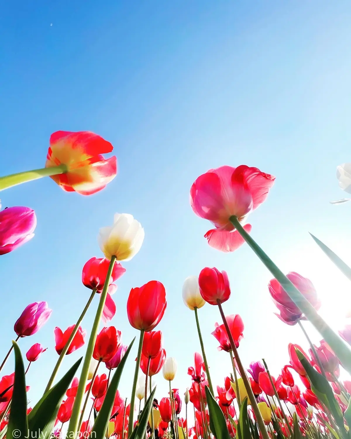 【さかぽんの冒険】チューリップとハンバーの画像_3