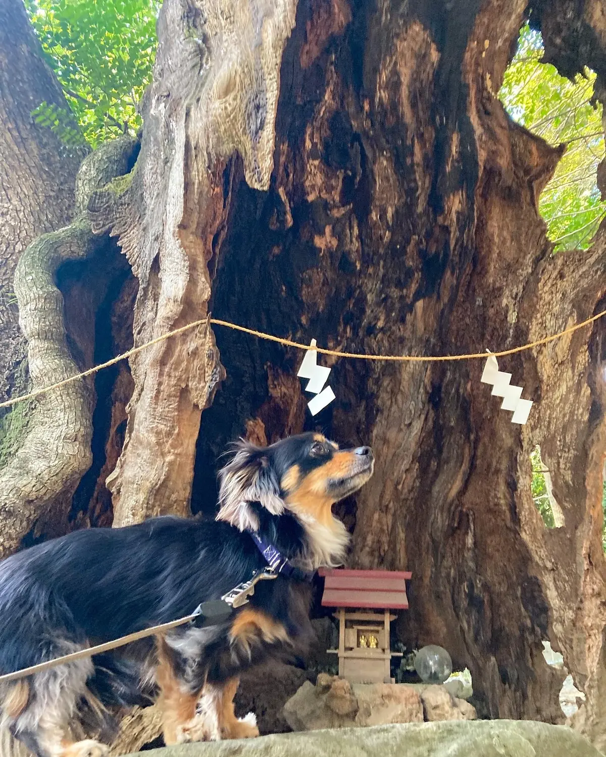 日本屈指のパワースポットへお参り♪の画像_4