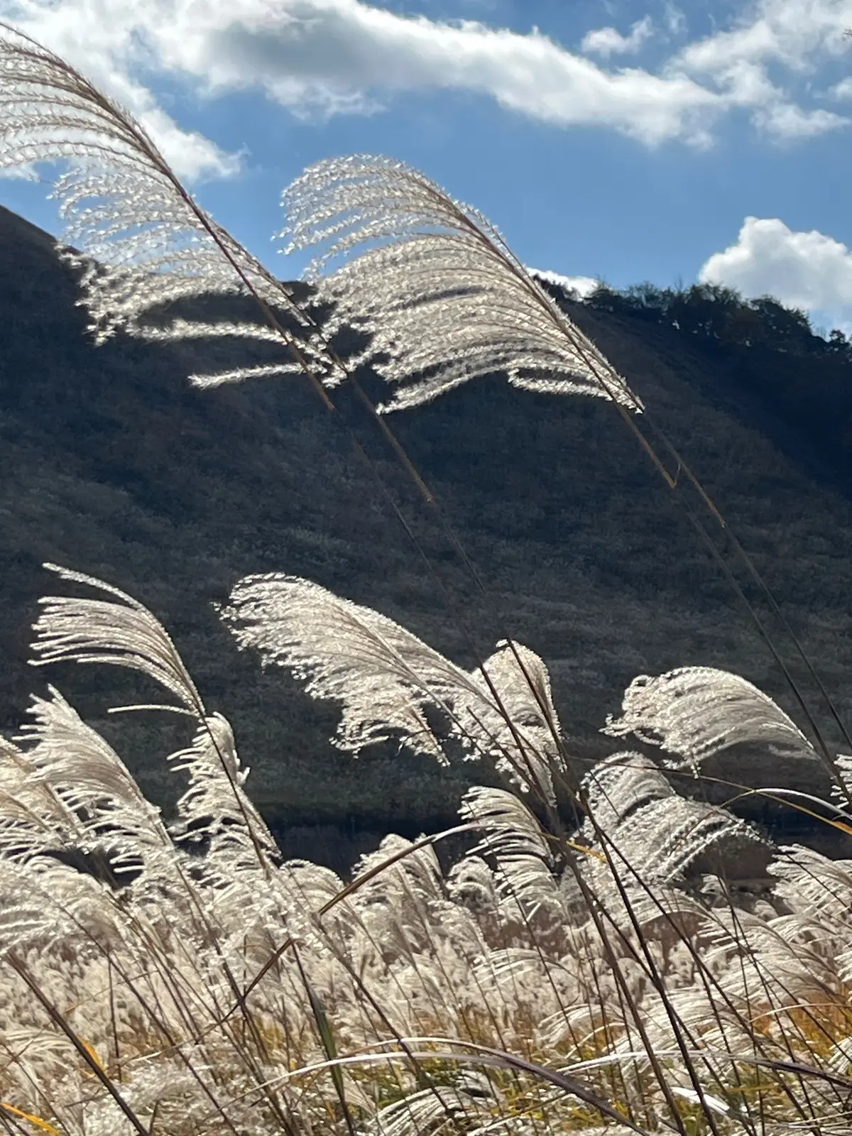 奈良県　曾爾高原　ススキ　　曽爾村