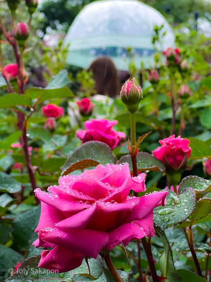 雨のバラ園へ行ってみた@横浜イングリッシの画像_15