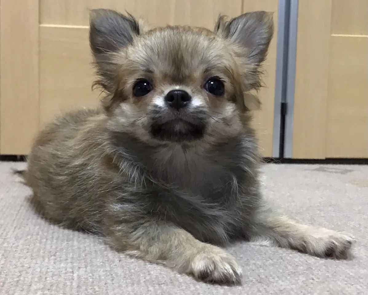 チワワ 　仔犬　キティーズ　キティーズっ子