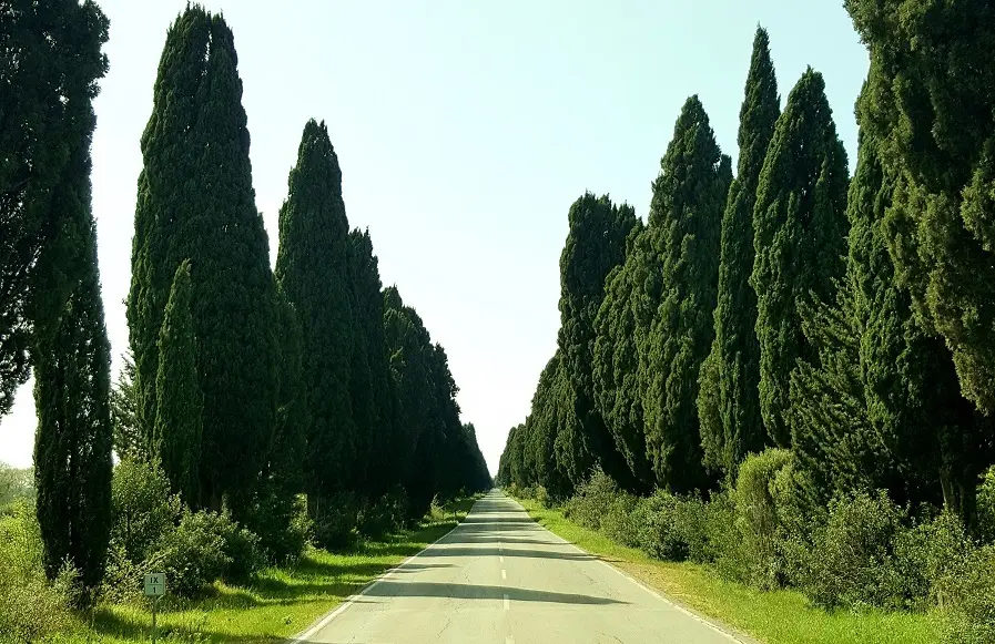 “世界最高峰の”赤ワイン「サッシカイア」の画像_6
