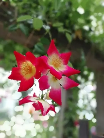 一重咲きの薔薇。