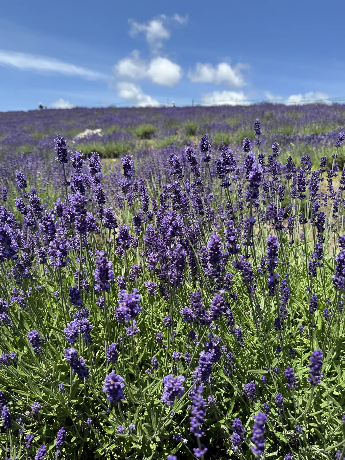 札幌で出会った建築美。真駒内滝野霊園『頭の画像_6
