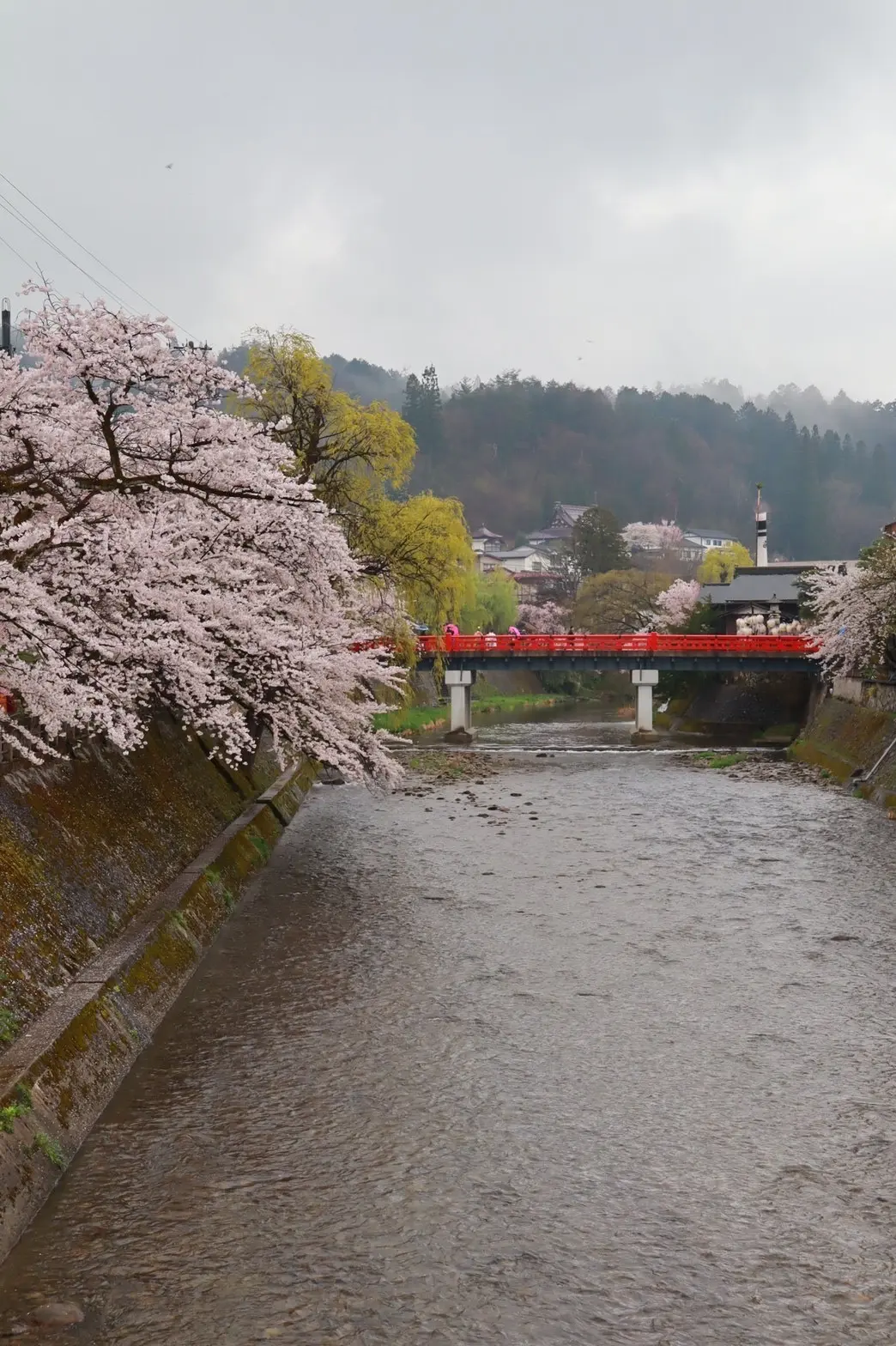 雨模様の春の高山祭の画像_2