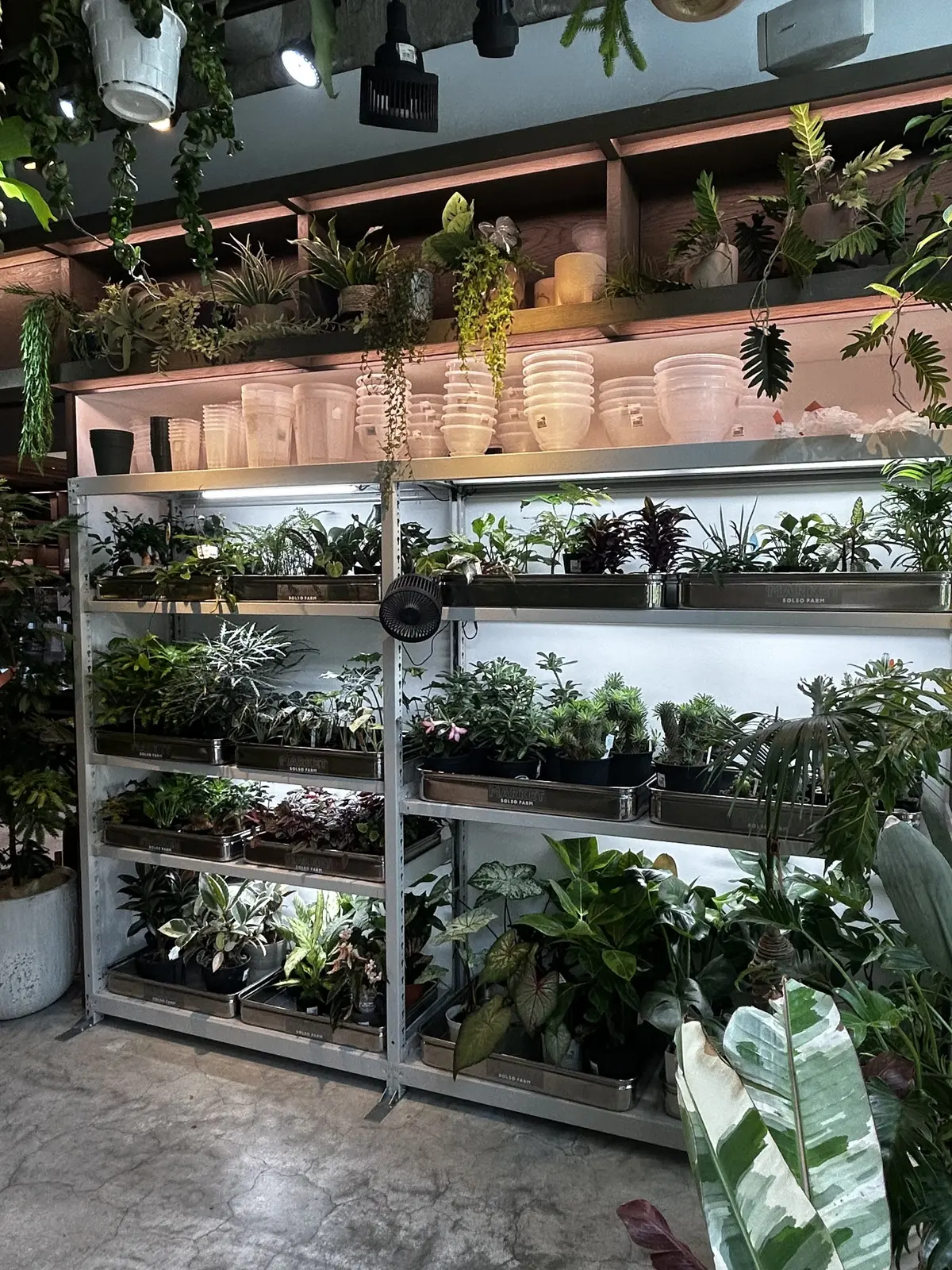 湘南 T-SITE  蔦屋書店　solso farm market　　観葉植物