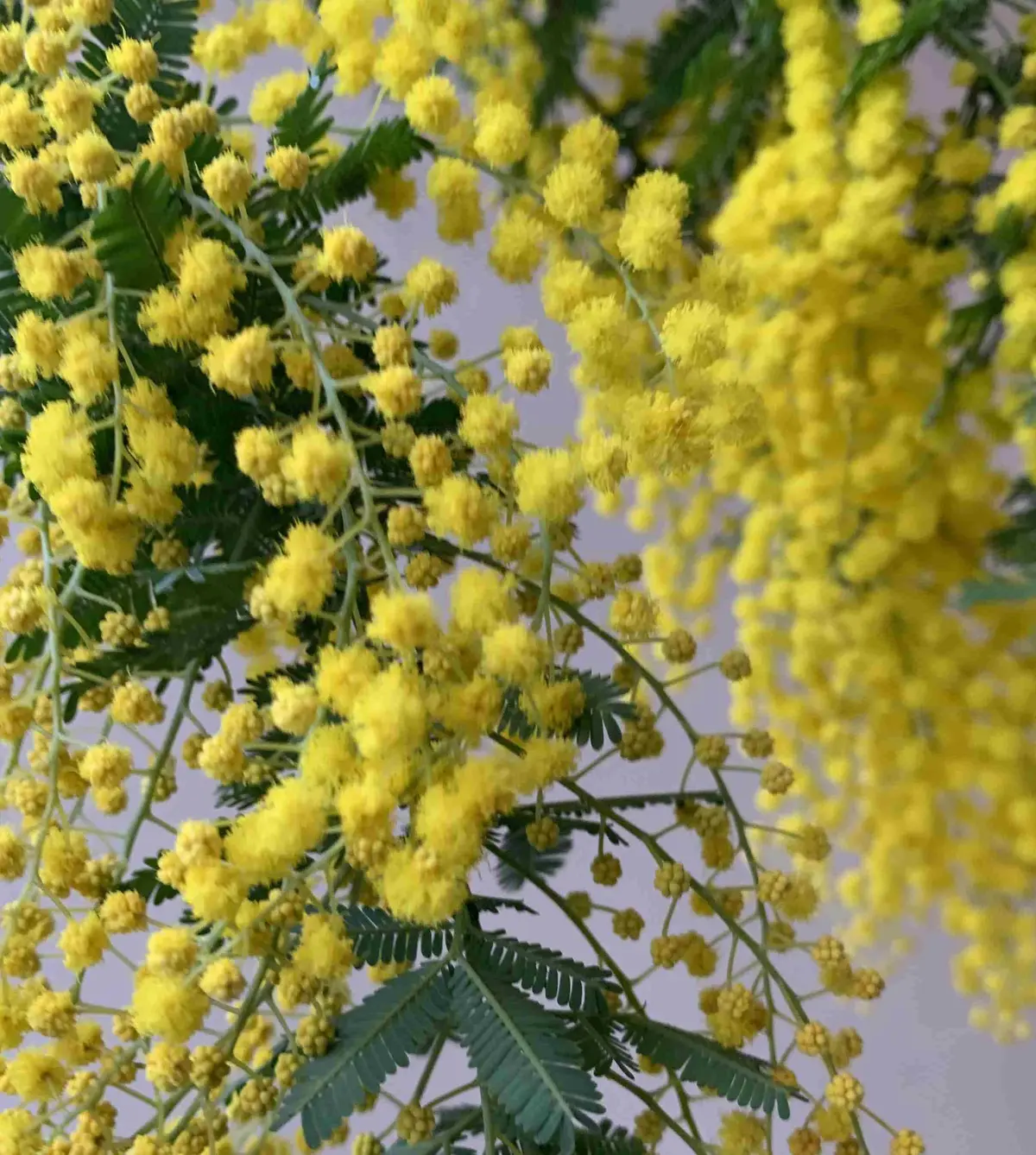 はじめまして、yoshikoです。の画像_1