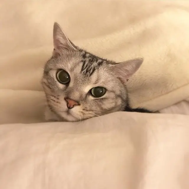 寒いですにゃねの画像_1