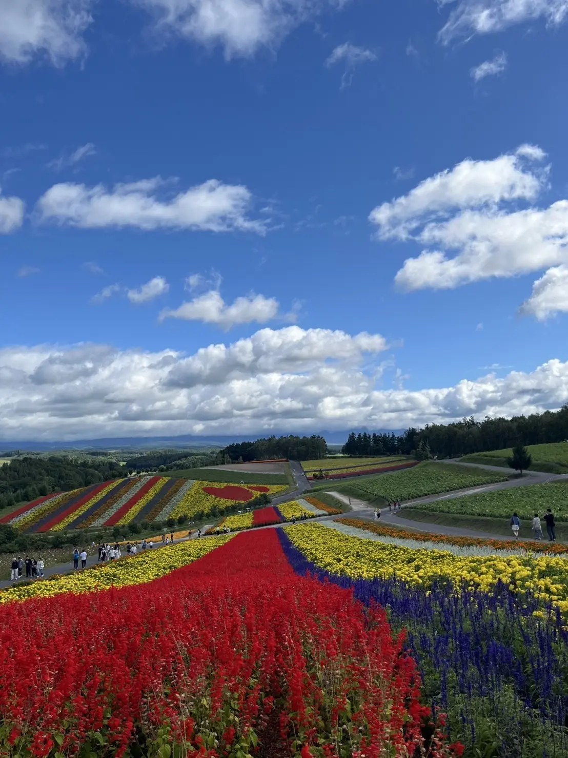 北海道　美瑛の風景　