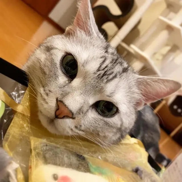 おもちゃいっぱいでご満悦！の画像_4