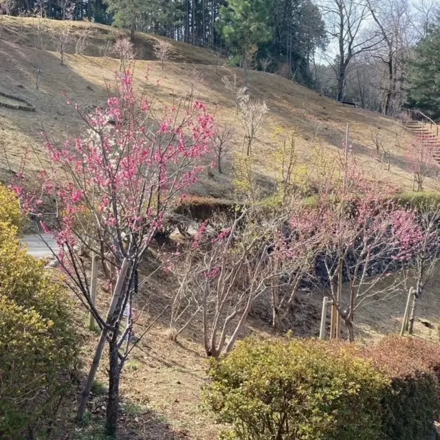 咲きはじめています