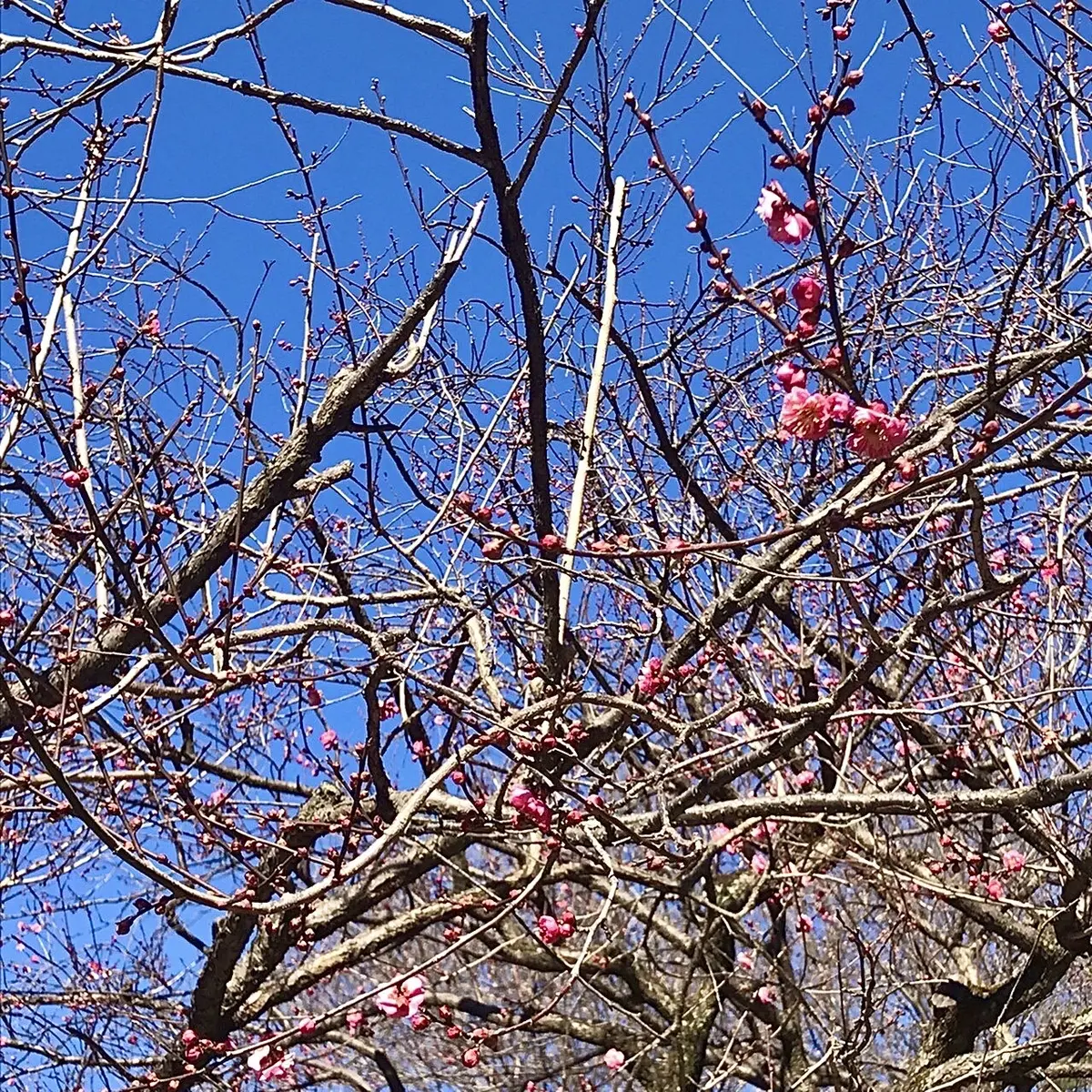 紅梅の花とつぼみ