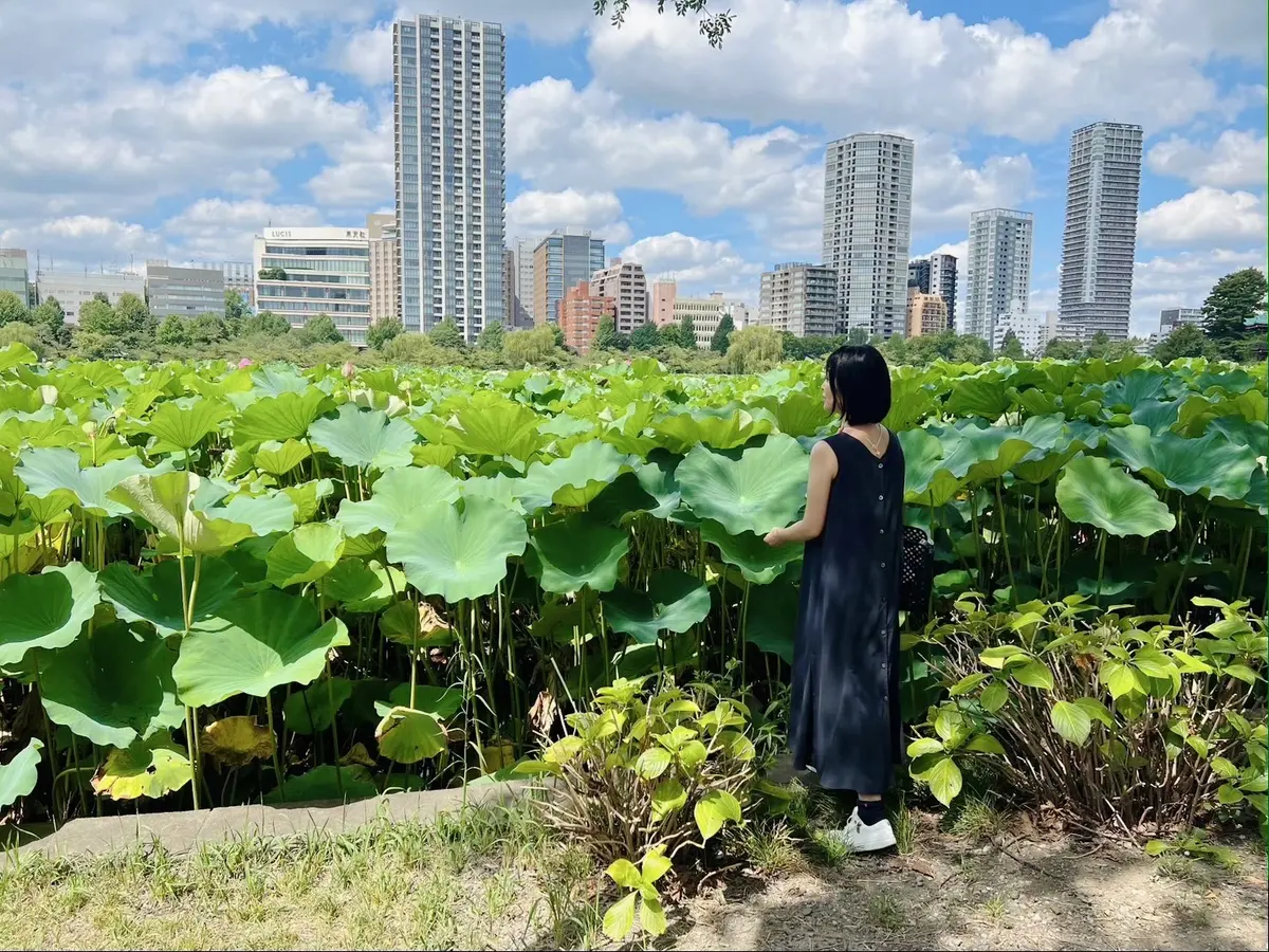 心洗われる✨朝の蓮の花　　〜上野　不忍池の画像_3
