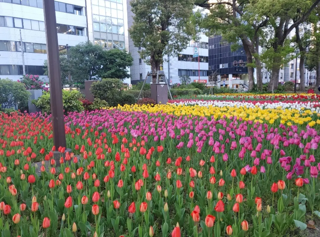 昨年の満開のチューリップ?