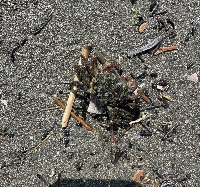 鎌倉で、童心に帰って遊ぶ私の夏のストーリの画像_4